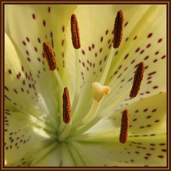 Fiore 2.jpg